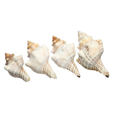 9-20cm Natural Trumpet Sea Shells Conch Snails Home Ornament Decorations (SIZE: #1)
