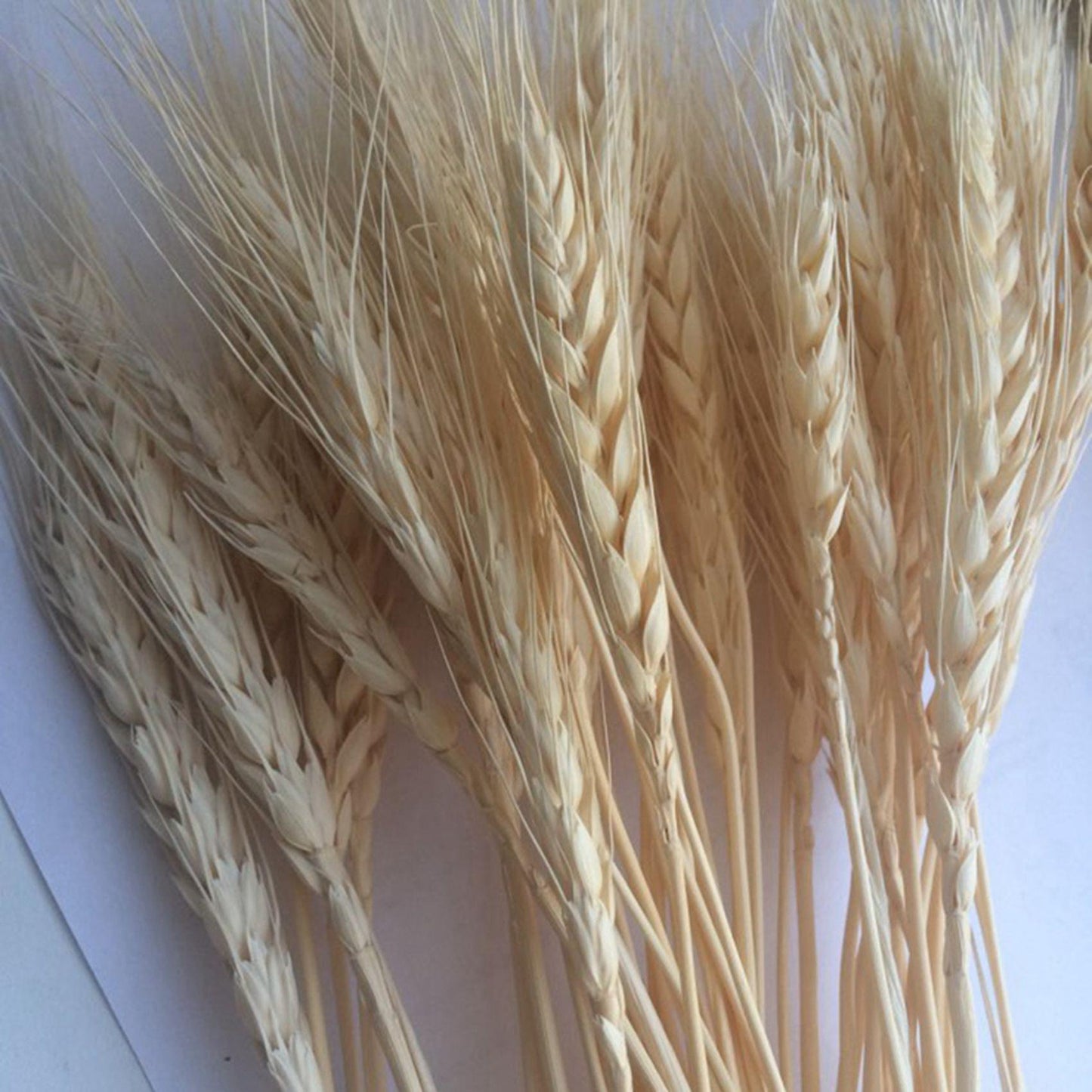 50 Pcs Wheat Ear Flower Natural Dried Flowers for Wedding Party Decor
