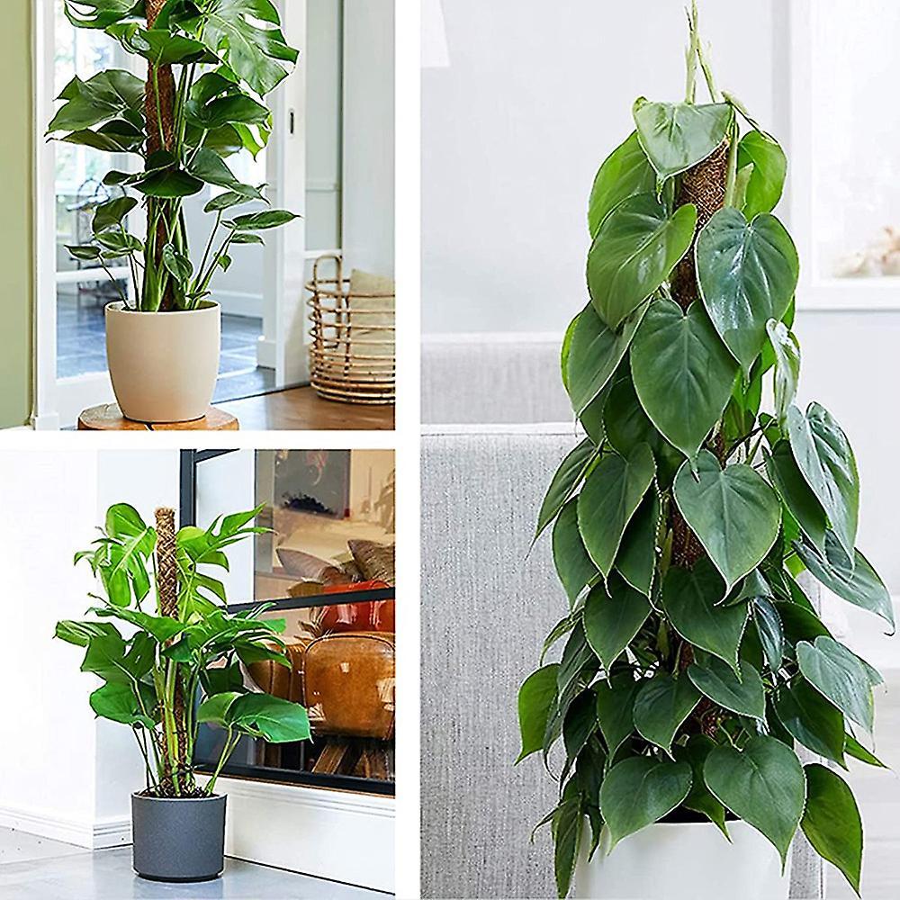 2 Pcs Plant Climbing Stand for Climbing Indoor Plants to Grow Upward