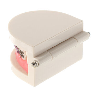 Dental Teeth Malocclusion Orthodontic Model With Full Metal Brackets Hoops Dentist Teaching