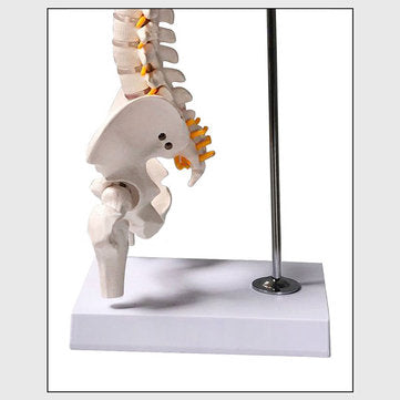 45cm (17.7") Spine Medical Model With Pelvis Femur Heads 1/2 Life Lab Equipment