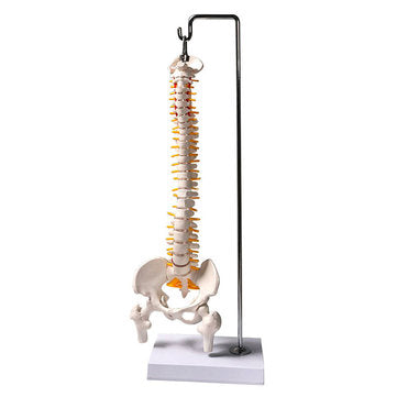 45cm (17.7") Spine Medical Model With Pelvis Femur Heads 1/2 Life Lab Equipment