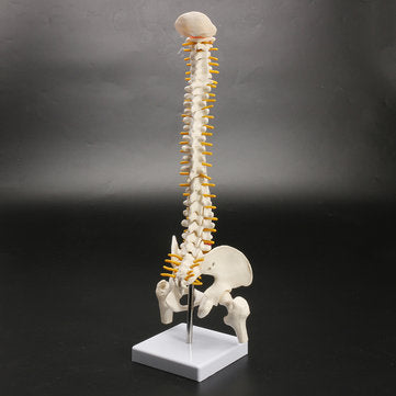 45cm (17.7") Spine Medical Model With Pelvis Femur Heads 1/2 Life Lab Equipment