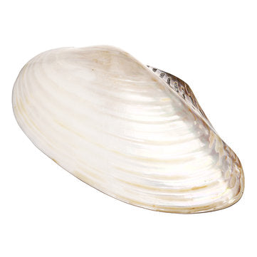Natural Conch Shell Coral Pearl Mussel Clam Double-sided Large Home Tank Decorations 26-28cm