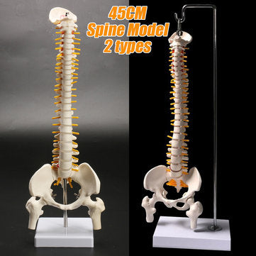 45cm (17.7") Spine Medical Model With Pelvis Femur Heads 1/2 Life Lab Equipment