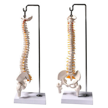 45cm (17.7") Spine Medical Model With Pelvis Femur Heads 1/2 Life Lab Equipment