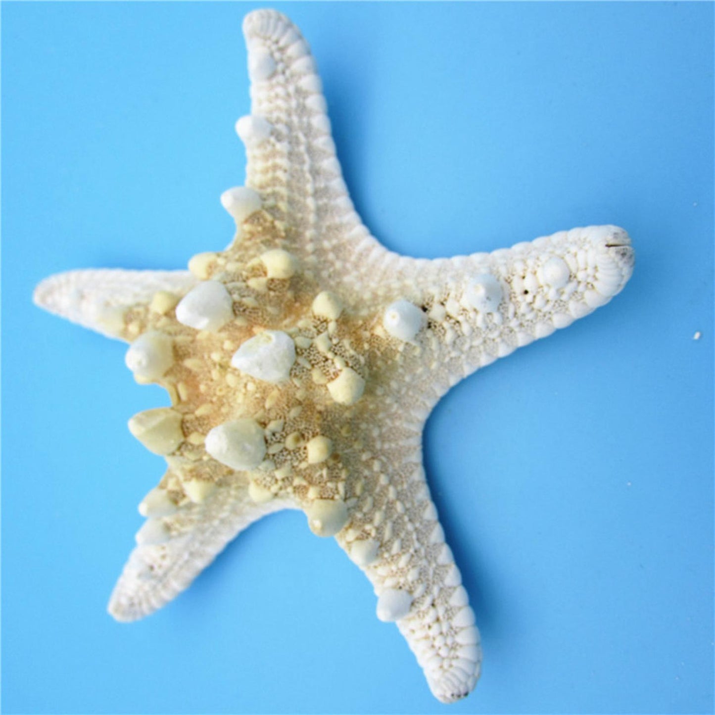 10pcs/lots Crafts White Bread Sea Shell Starfish, Fashion Handicrafts