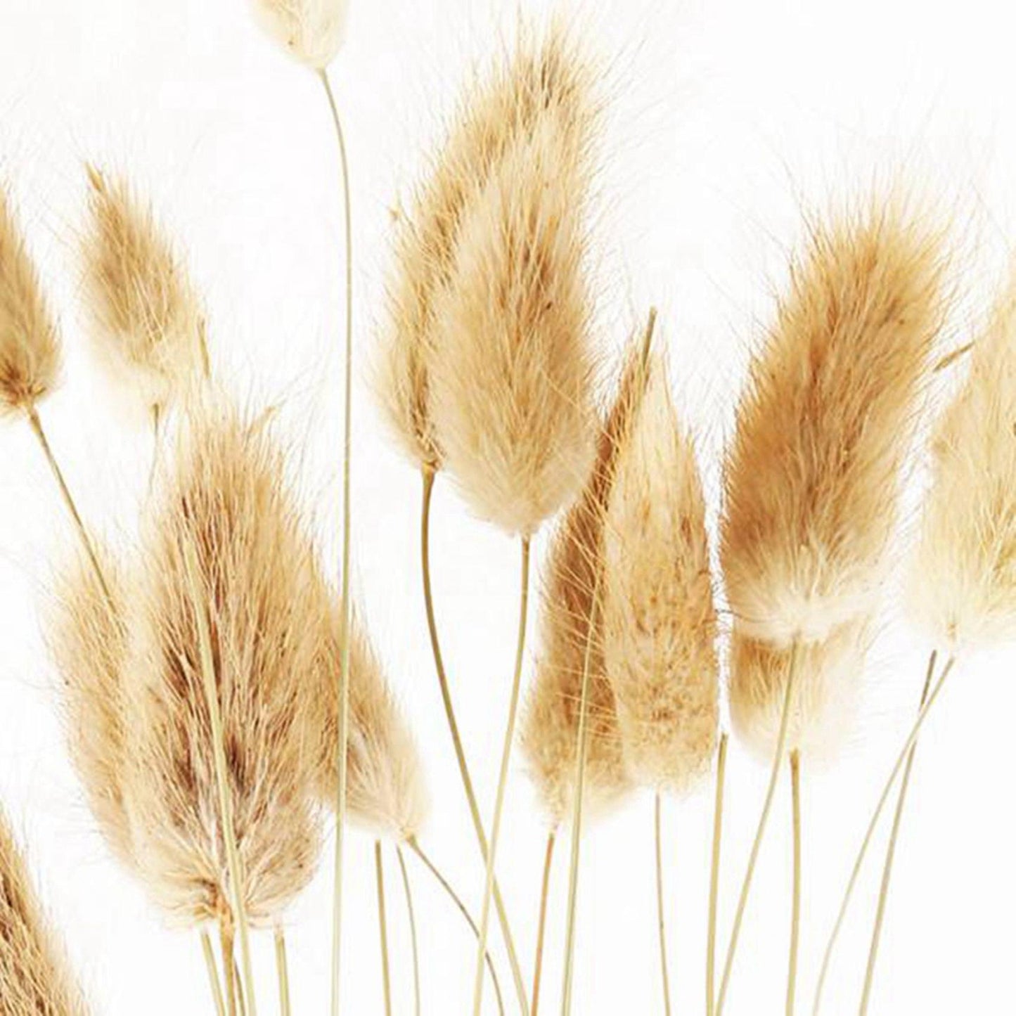 50pcs Natural Raw Color Dried Flowers Real Flower Bouquet