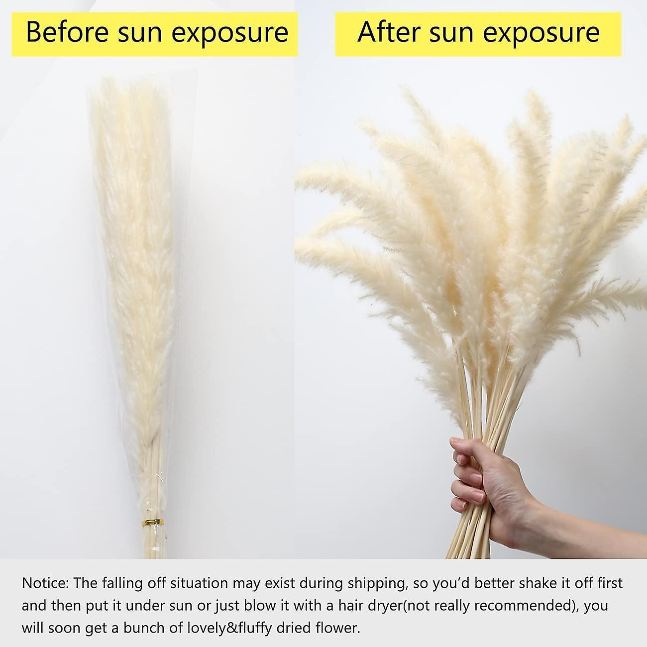 21.65 Inch Dried Pampas Grass 30 Pcs, Natural Home Decor & Perfect