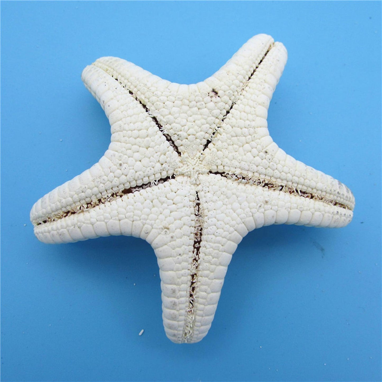 10pcs/lots Crafts White Bread Sea Shell Starfish, Fashion Handicrafts