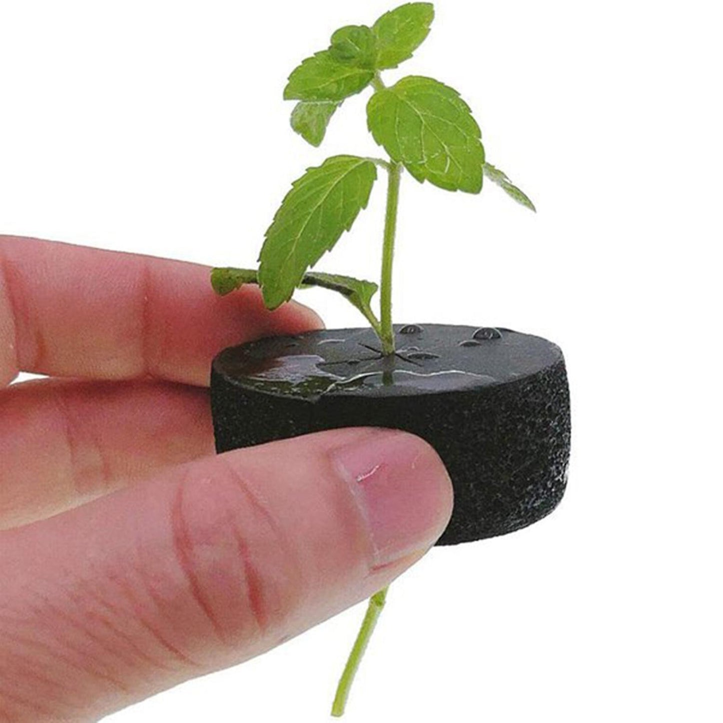 60pcs Garden Clone Collars Sponge Block for 2 Inch Cloning Machines