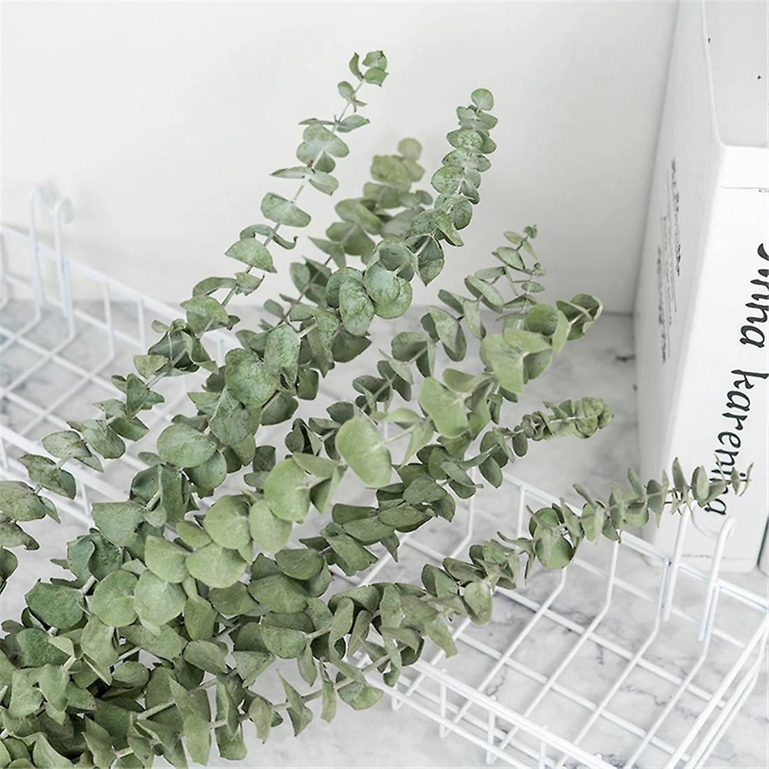 20pcs Natural Eucalyptus for Leaves Dried Flower Decorations Diy