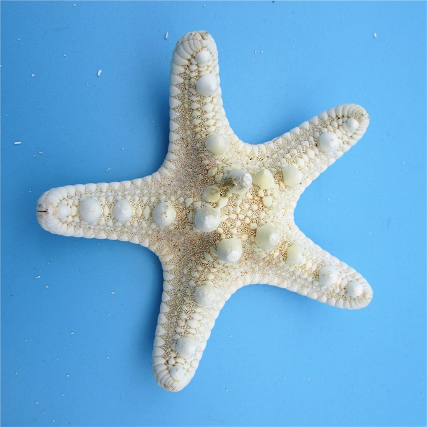 10pcs/lots Crafts White Bread Sea Shell Starfish, Fashion Handicrafts