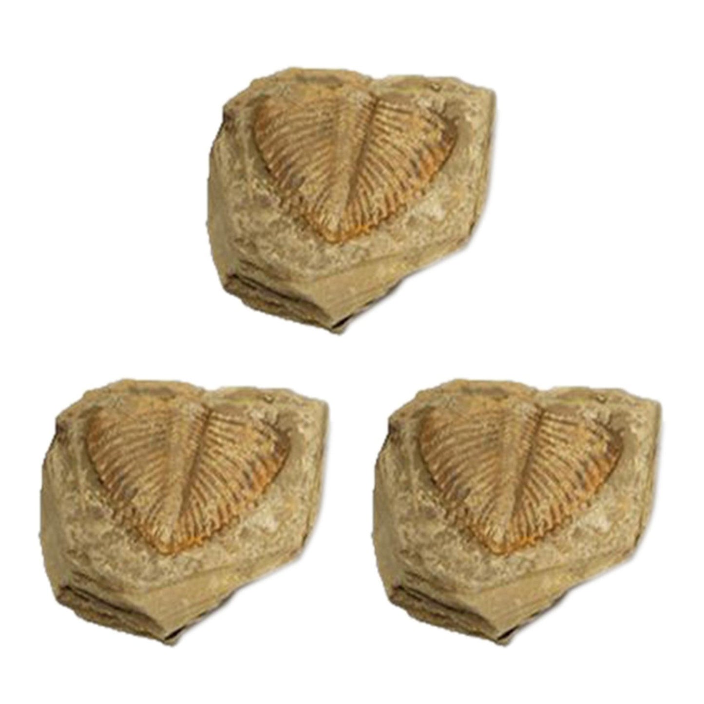 3 Pc Natural Trilobite Tail Fossil Ancient Fossils Teaching Specimens