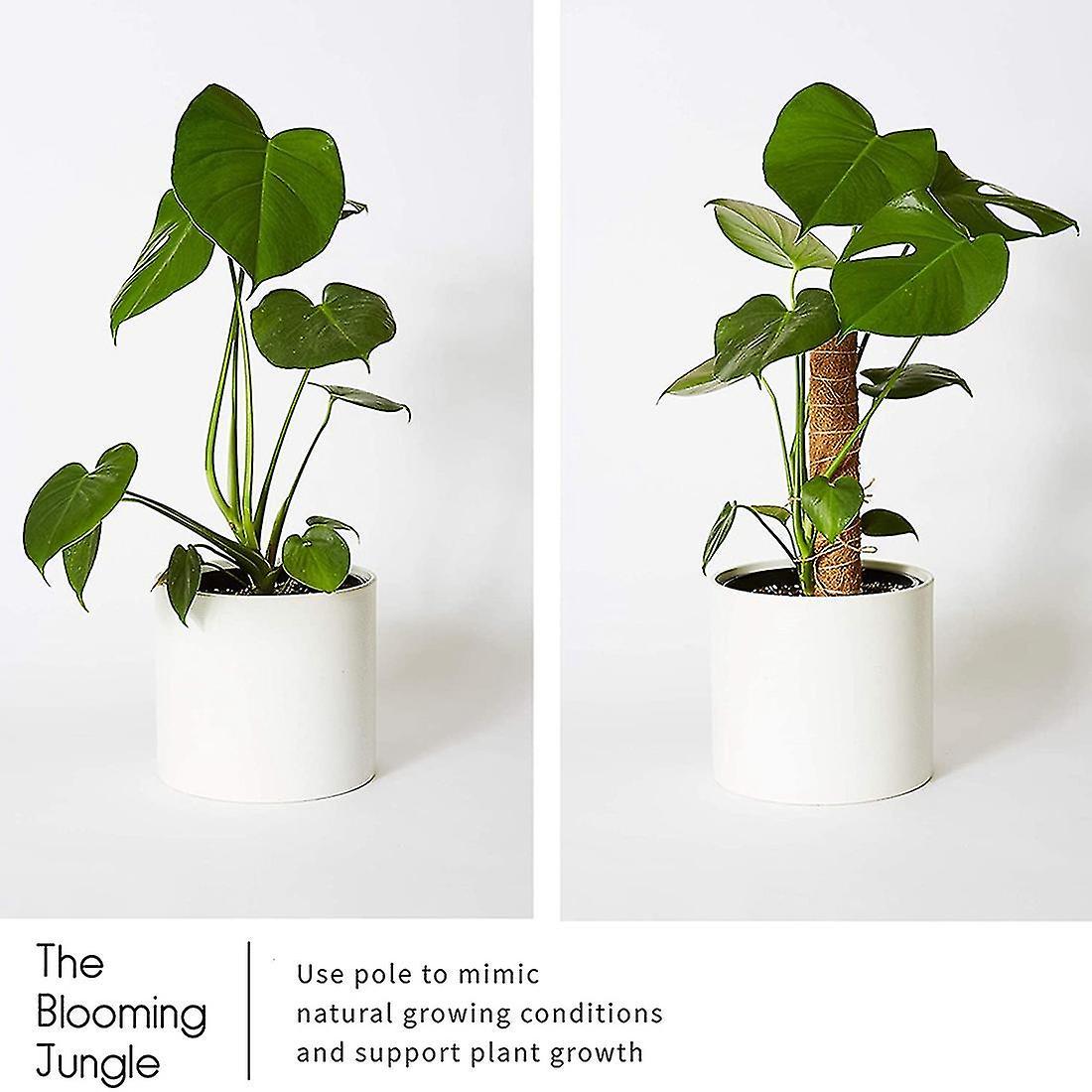 2 Coconut Palm Sticks-support The Forward Growth Of Indoor Plants