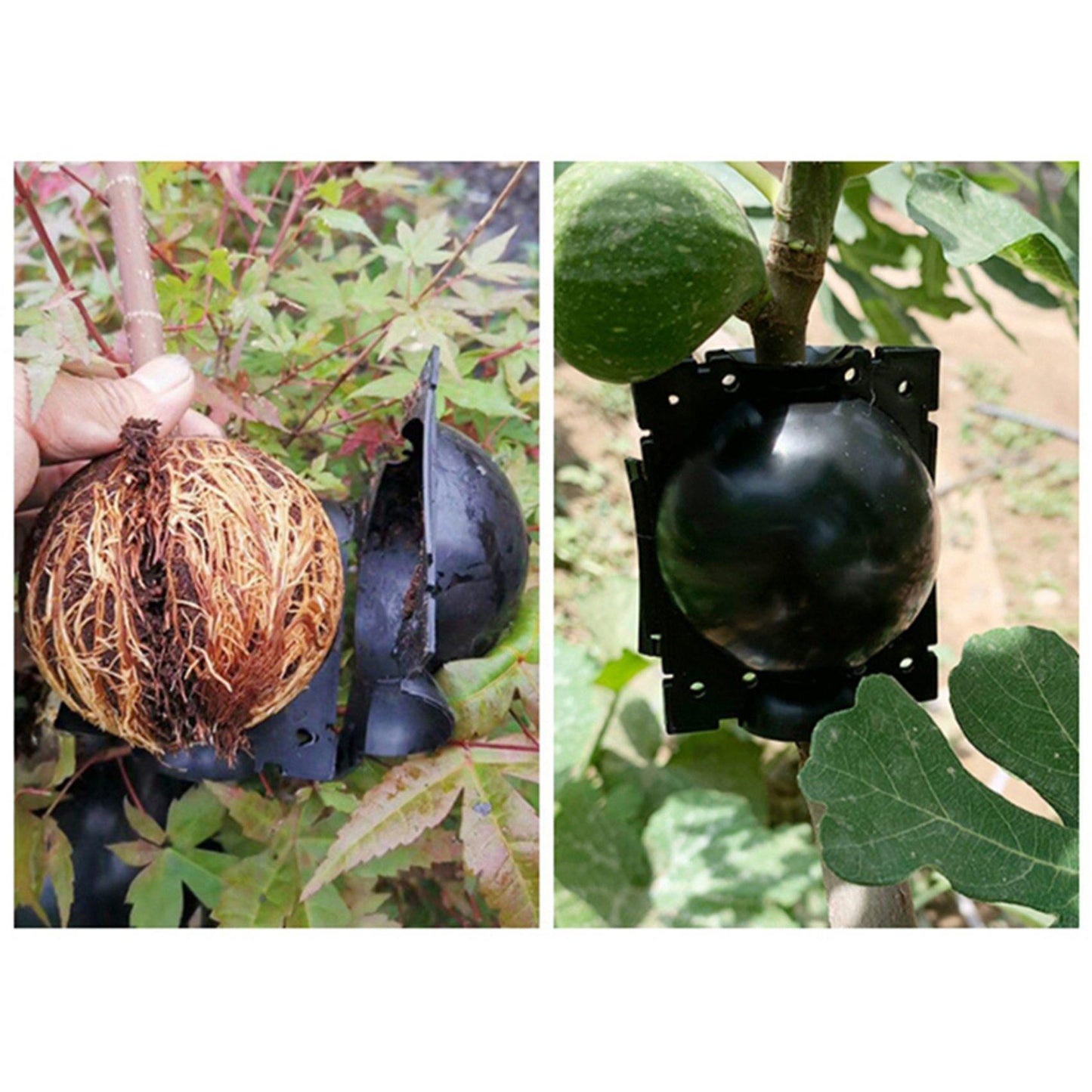 6pcs Black Plant Box Tree Compression Branch Propagation Bulb Rooting