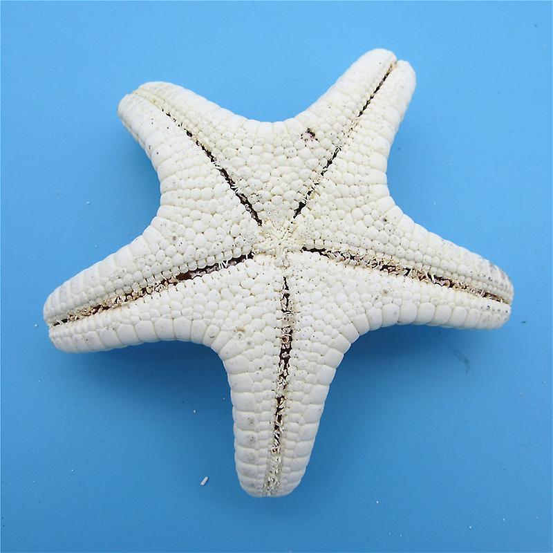 5pcs/lots Crafts White Bread Sea Shell Starfish, Fashion Handicrafts