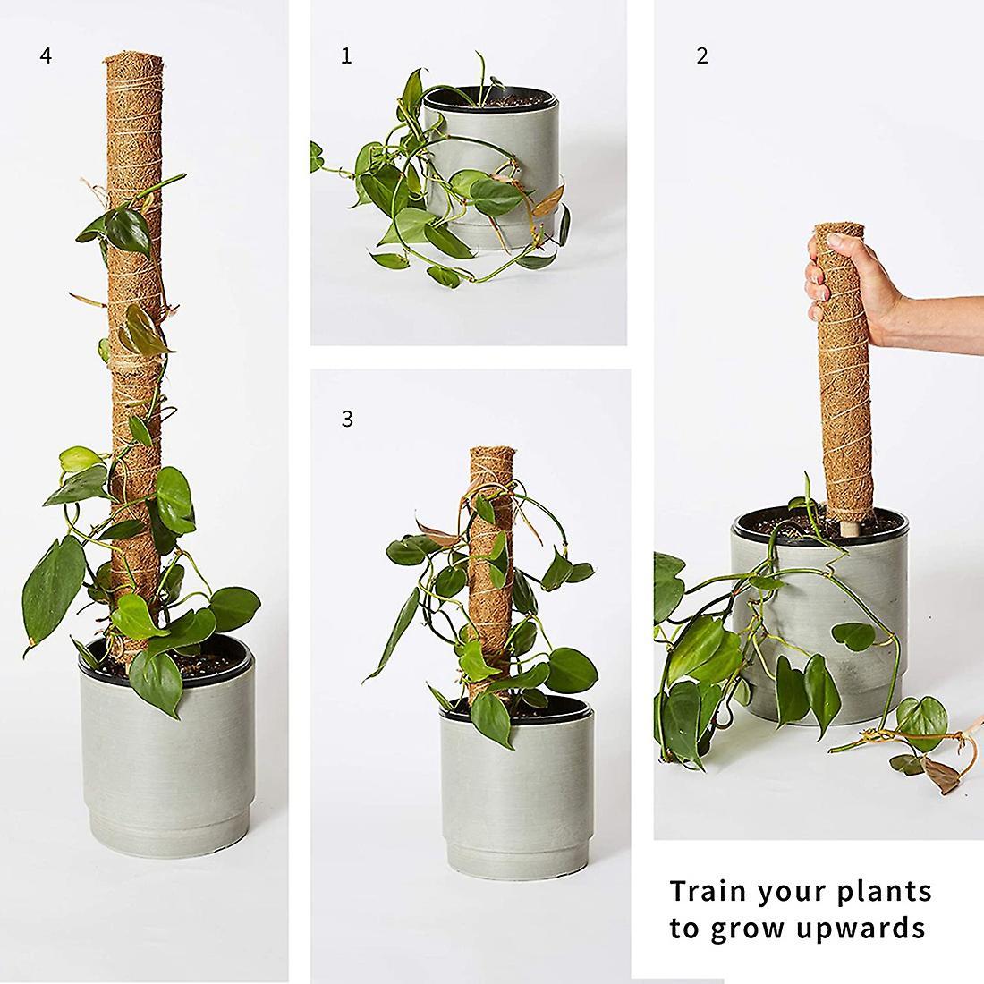 2 Coconut Palm Sticks-support The Forward Growth Of Indoor Plants
